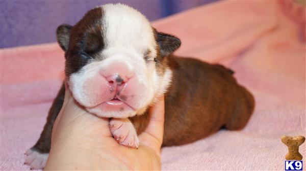 Puppies in OK
